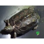 Buy Reeves Turtle Online: Find the Perfect Pet Turtle for Sale