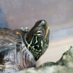 All About Reeves Turtles – Fun Facts, Care Tips, and Habitat Information