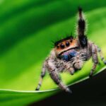 How Long Do Regal Jumping Spiders Live? Discover Their Lifespan.