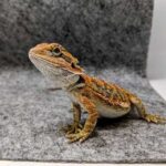 Reptile Mat – The Perfect Solution for Your Reptile’s Comfort and Safety
