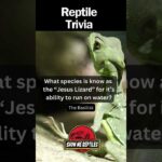 Fascinating Facts About Reptiles: Uncover the Trivia of These Amazing Creatures!