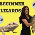 Introduction to Keeping Reptiles: A Beginner’s Guide