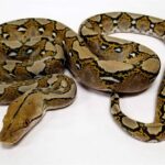 Reticulated Python Morphs: Identifying And Different Genetic Variations