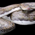Reticulated Python Pied: A Fascinating Snake with Beautiful Patterns