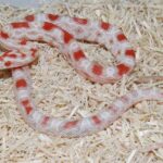 All About Reverse Okeetee Corn Snakes: Features, Care, and More