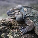 Rhino Iguana Facts: Discover the Fascinating World of Rhino Iguanas