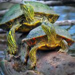 Rio Grande Cooter – Learn all about this fascinating turtle species