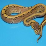 Royal Python Pinstripe – The Stunning Pattern Morph You Must Know About