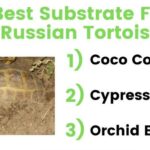 Best Bedding Options for Russian Tortoises | Health and Comfort