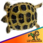 How Much Does a Russian Tortoise Cost? Find Out the Price of Owning a Russian Tortoise!