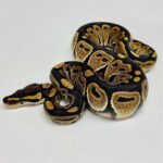 Russo ball python – The Unique Color Variation for Your Reptile Collection