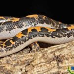 Saharan Sand Boa: A Fascinating Snake Species from the Desert