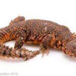 Saharan Uromastyx: Care, Diet, and Habitat
