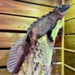 Sailfin Dragon for Sale – Find Exotic Sailfin Dragons for Your Collection