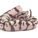 All You Need to Know About Scaleless Ball Pythons | Ultimate Guide