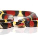 Buy Gorgeous Scarlet King Snakes for Sale | Affordable Prices