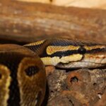 Recognizing Symptoms of a Dying Ball Python