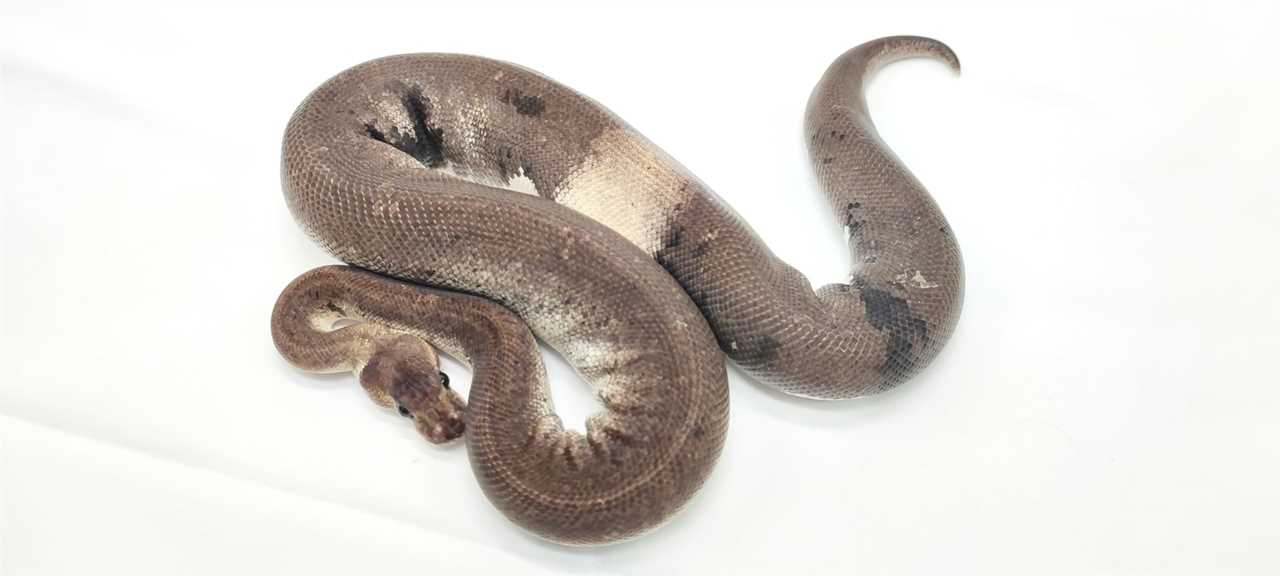 Silver Bullet Ball Python: The Ultimate Guide - Vital Frog