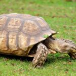 What is the Size of Sulcata Tortoise?