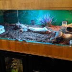 Creating the Perfect Skink Enclosure: Tips and Ideas