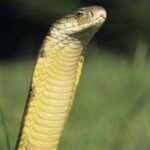 Discover the Intelligent World of the Smartest Snake