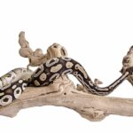 Snake climbing branch – How snakes climb trees and branches