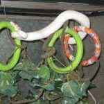 Snake Enrichment: How to Keep Your Snake Happy and Healthy