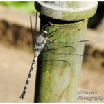 All You Need to Know About Snake Feeders