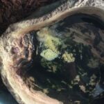 Snake in Water Bowl – What to Do and How to Prevent It