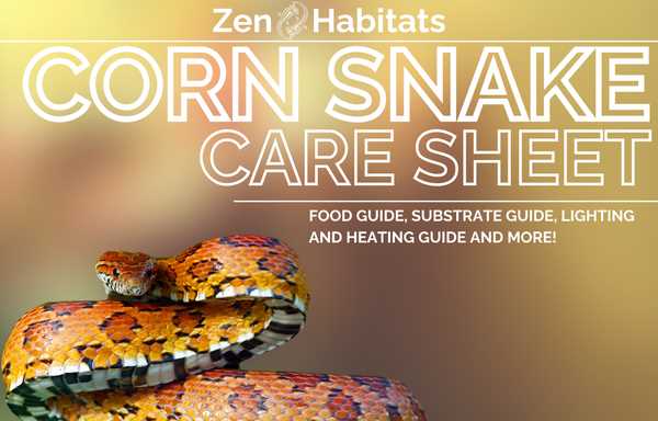Image showcasing Snake Nutritional Needs: Extracting Nutrients from Corn - Vital Frog