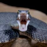 Snake with no teeth: an unusual feature of certain species of snakes
