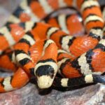 Snake With Orange Stripes – A Mesmerizing Creature of Nature