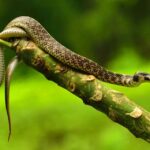 Snakes Pictures with Names – Beautiful Images and Identification