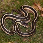 Learn About Snakes That Feed on Bugs and Their Natural Pest Control Abilities