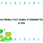 Snow Motley Corn Snake: A Detailed Guide to this Beautiful Reptile