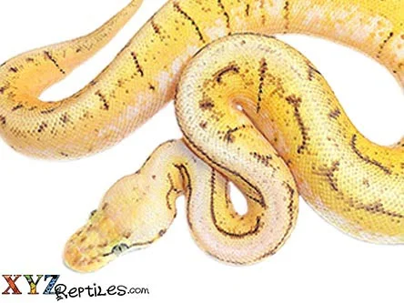 All About Spinner Ball Pythons: Appearance, Care, And Breeding - Vital Frog