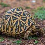 Sri Lankan Star Tortoise: A Stunning Reptile Native to Sri Lanka