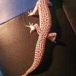 Stick Tail Leopard Gecko – What You Need to Know