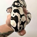 All About Stormtrooper Axanthic Ball Pythons: Characteristics and Care