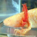 What Causes Stressed Axolotl Gills and How to Treat Them