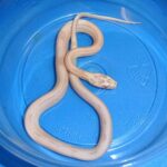 All About the Striped Corn Snake: Characteristics, Care, and Breeding