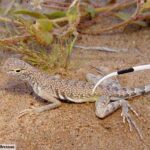 All About the Striped Tail Lizard: Facts, Behavior, and Habitat