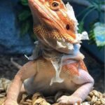 Tips for Dealing with Stuck Shed in Bearded Dragons