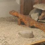 Best Substrate for Uromastyx: Choosing the Right Bedding for Your Pet