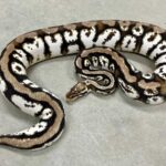 The Characteristics and Care of the Sugar Ball Python – Everything You Need to Know