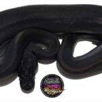 All About Suma Ball Python Care and Information