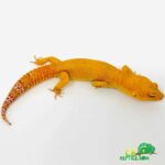 Sunglow Leopard Gecko: Care, Breeding, and Morphs