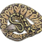 Discover the Amazing World of the Super Ball Python – Uncover the Secrets of This Unique Snake