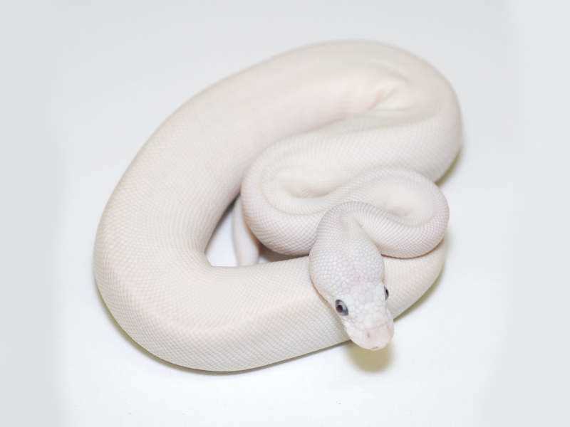 Lesser Inchy Sugar Ball Python Super Lesser Ball Python: A Unique and Stunning Reptile Morph - Vital Frog