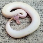 Super Mojave Ball Python: A Stunning Snake with Unique Genetics